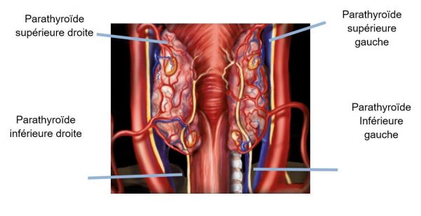 Hyperparathyroidism, Posterior view